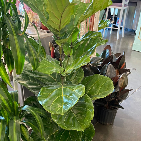 Ficus Lyrata
