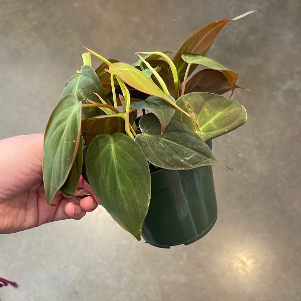 philodendron mican Philodendron Mican – Jungle & Loom