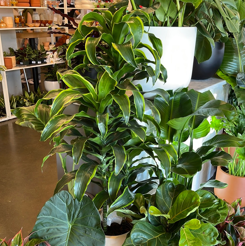 dracaena dragon dorado Dracaena Dorado Cane