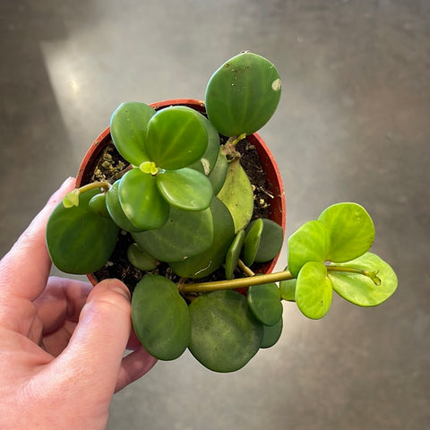 Peperomia Hope