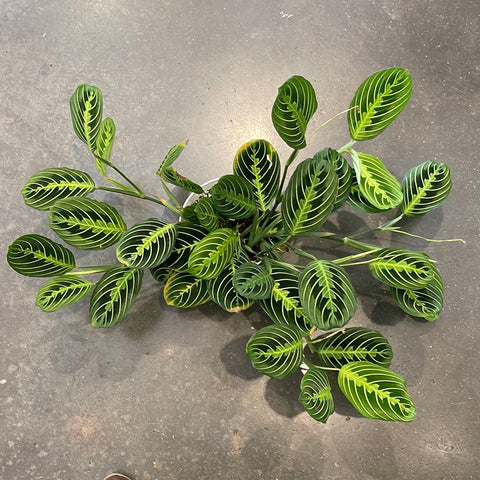 Maranta Lemon Lime