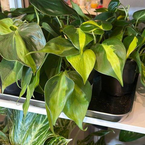 Philodendron Brasil
