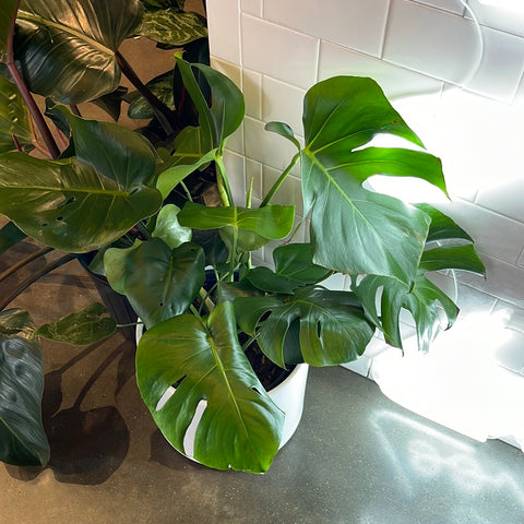 Monstera Deliciosa