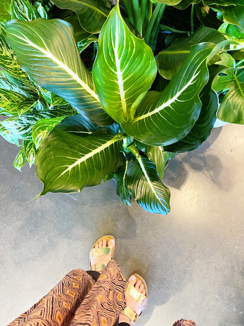 Dieffenbachia Sterling