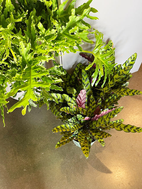 Calathea Lancifolia