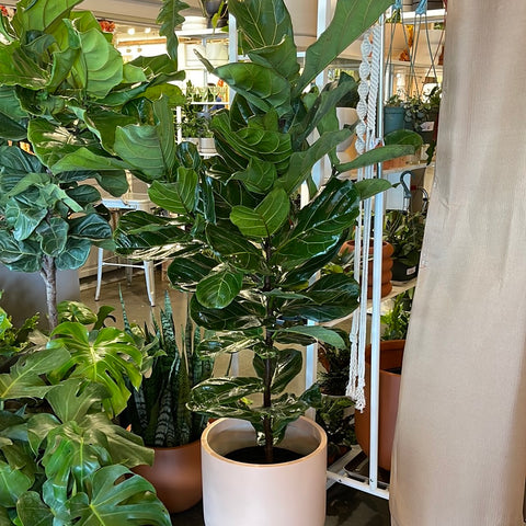 Ficus Lyrata