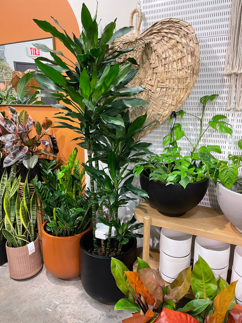 Dracaena Lind Cane