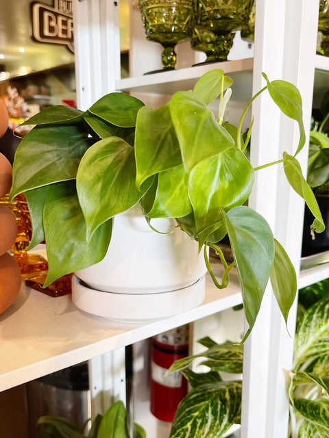 Philodendron Cordatum