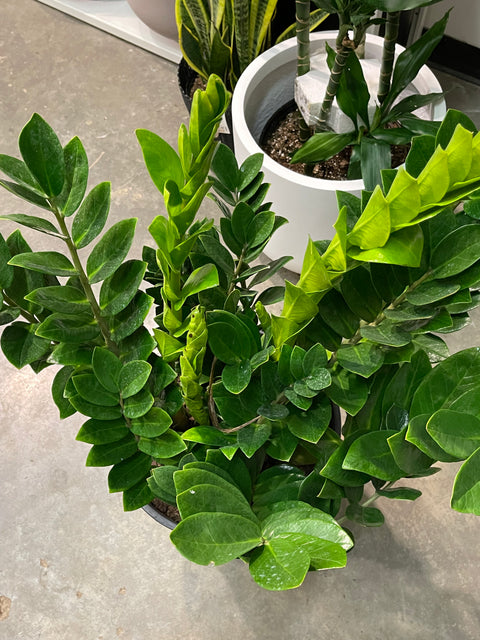 ZZ Plant