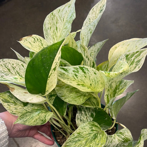 Pothos Marble Queen