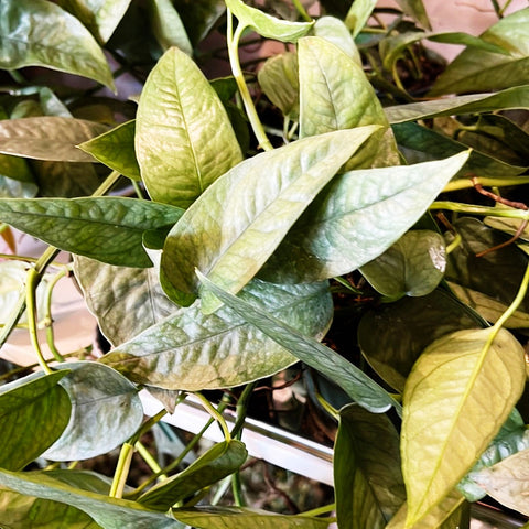 Pothos Cebu Blue