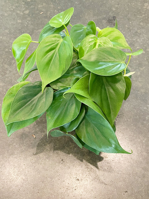 Philodendron Cordatum