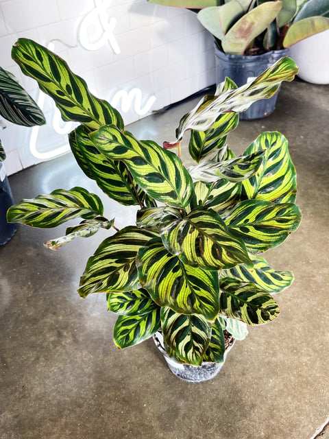 Calathea Makoyana