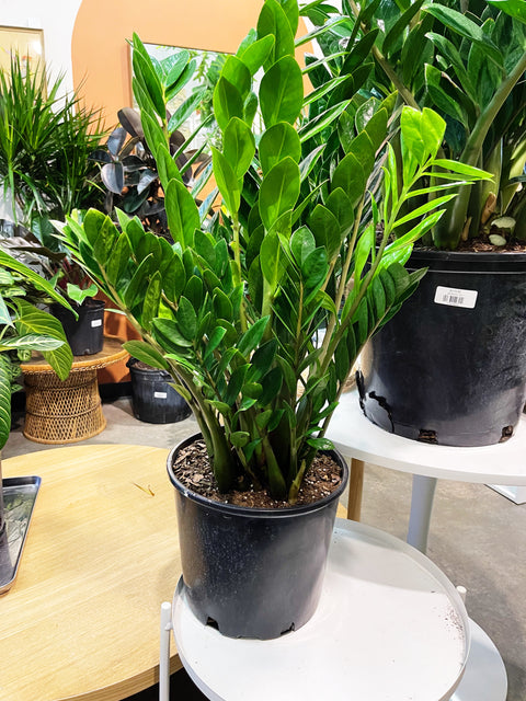 ZZ Plant