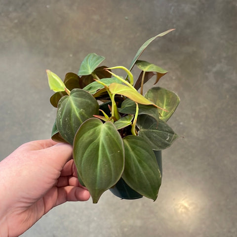 Philodendron Mican
