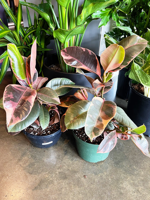 Ficus Elastica Ruby