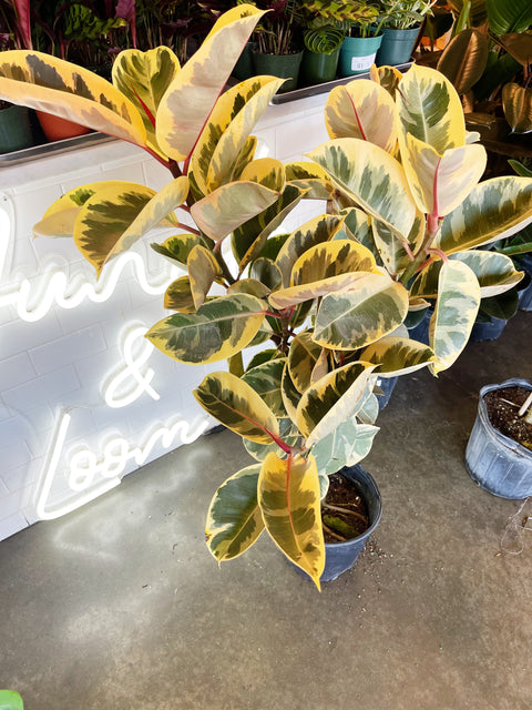 Ficus Elastica Tineke