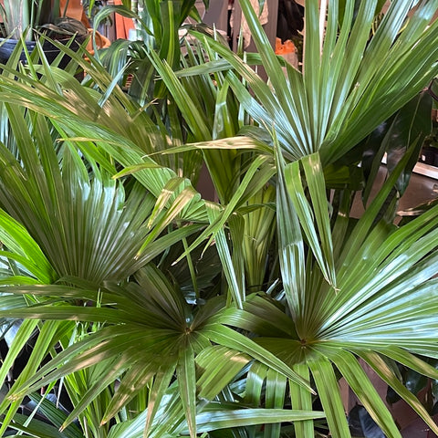 Chinese Fan Palm