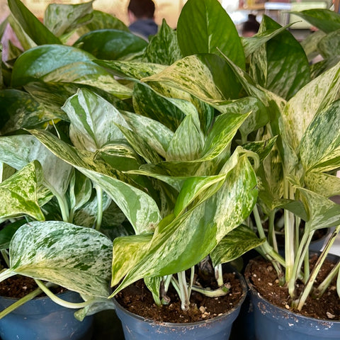 Pothos Marble Queen