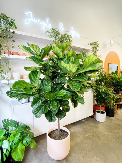 Ficus Lyrata