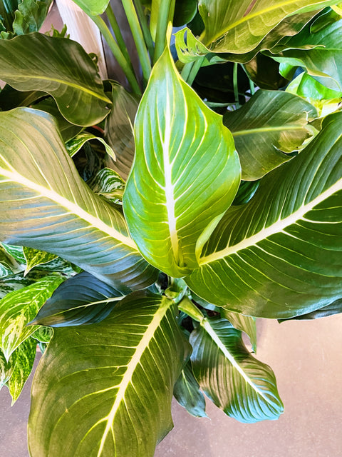 Dieffenbachia Sterling
