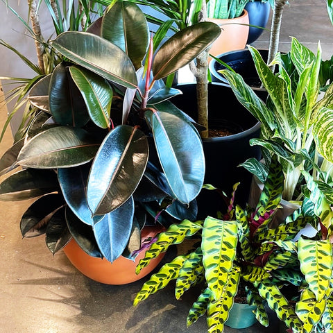 Ficus Elastica Burgundy