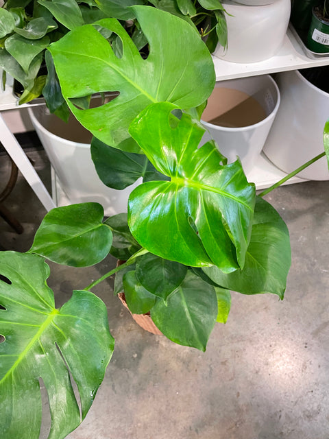 Monstera Deliciosa