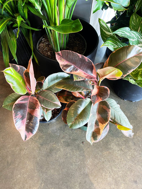 Ficus Elastica Ruby