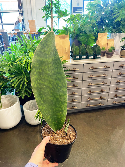 Sansevaria Victoria