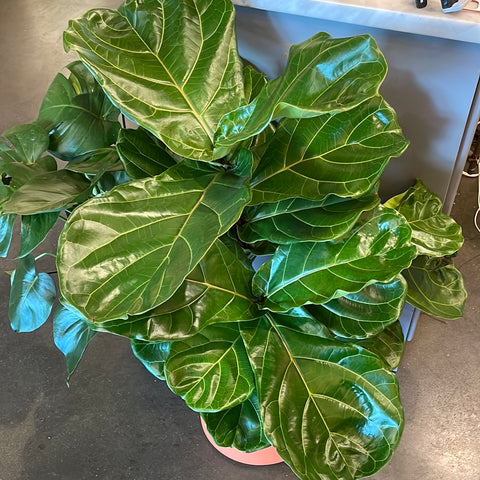 Ficus Lyrata