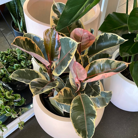 Ficus Elastica Tineke