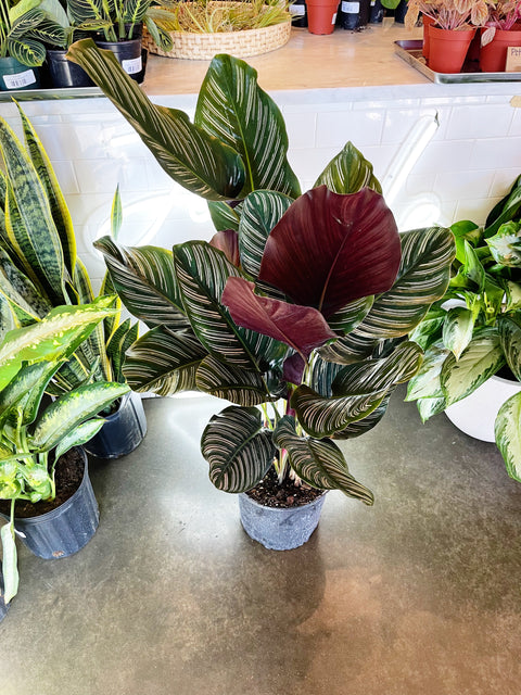 Calathea Ornata