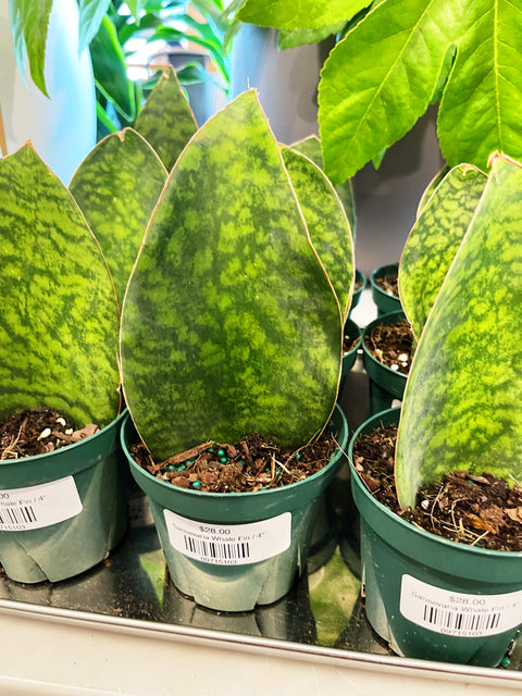 Sansevaria Victoria