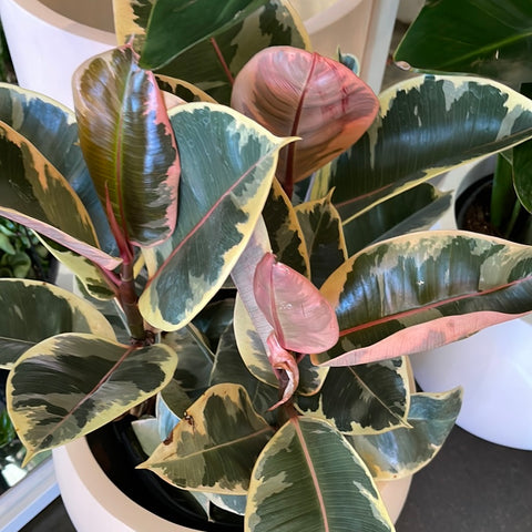 Ficus Elastica Tineke