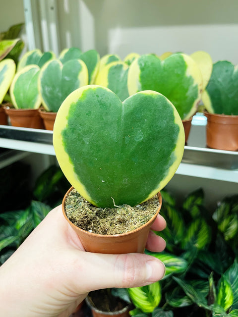 Hoya Kerrii