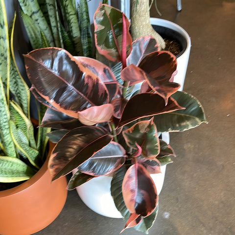 Ficus Elastica Ruby