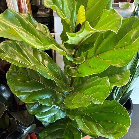 Ficus Lyrata
