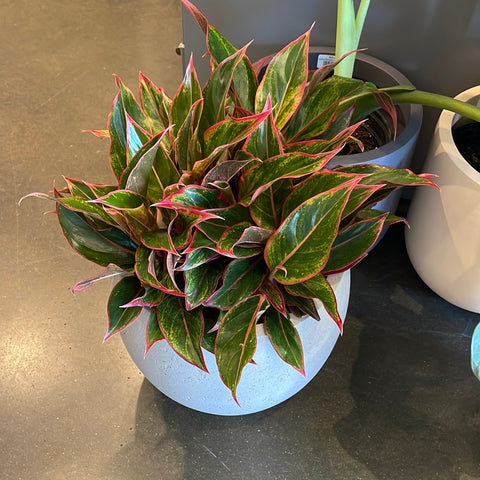 Aglaonema Sapphire Suzanne