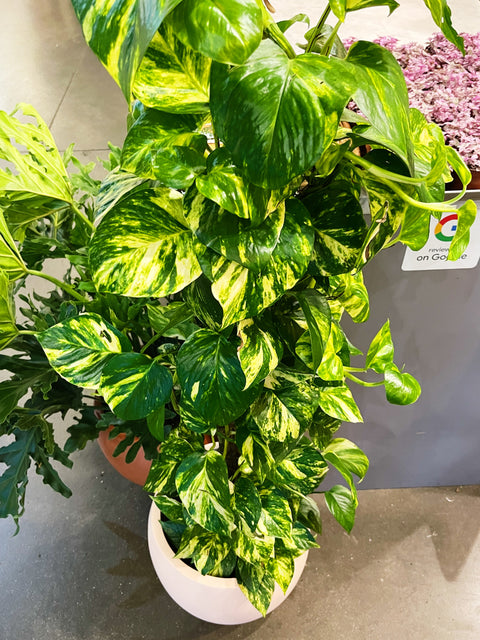 Pothos Golden