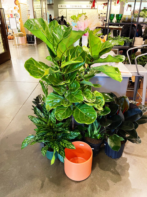 Ficus Lyrata