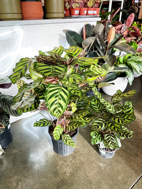 Calathea Makoyana