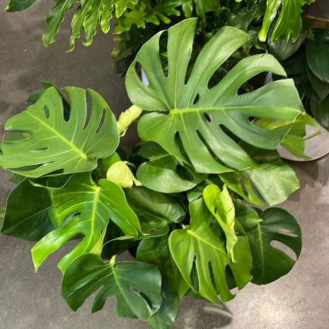 Monstera Deliciosa
