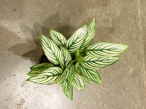 Calathea Vittata