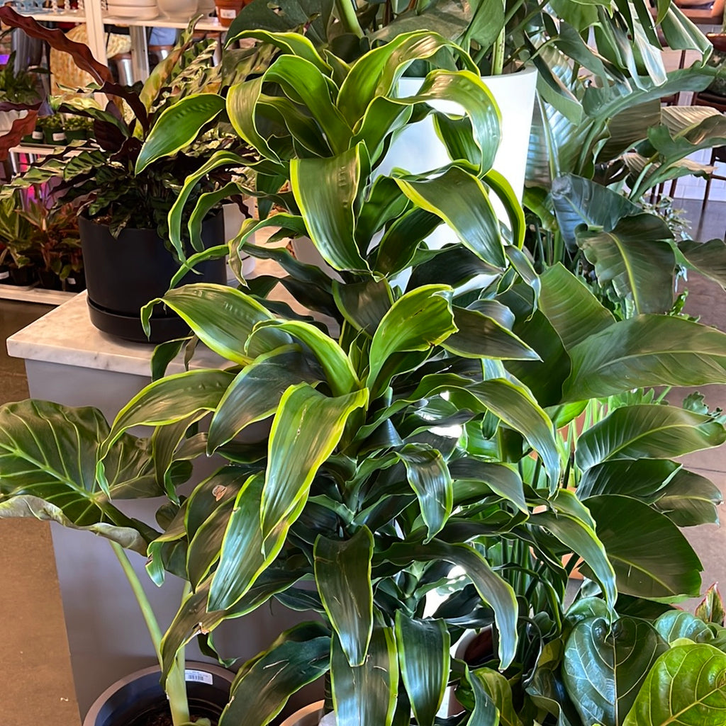 dracaena fragrans dorado Dracaena Dorado Cane