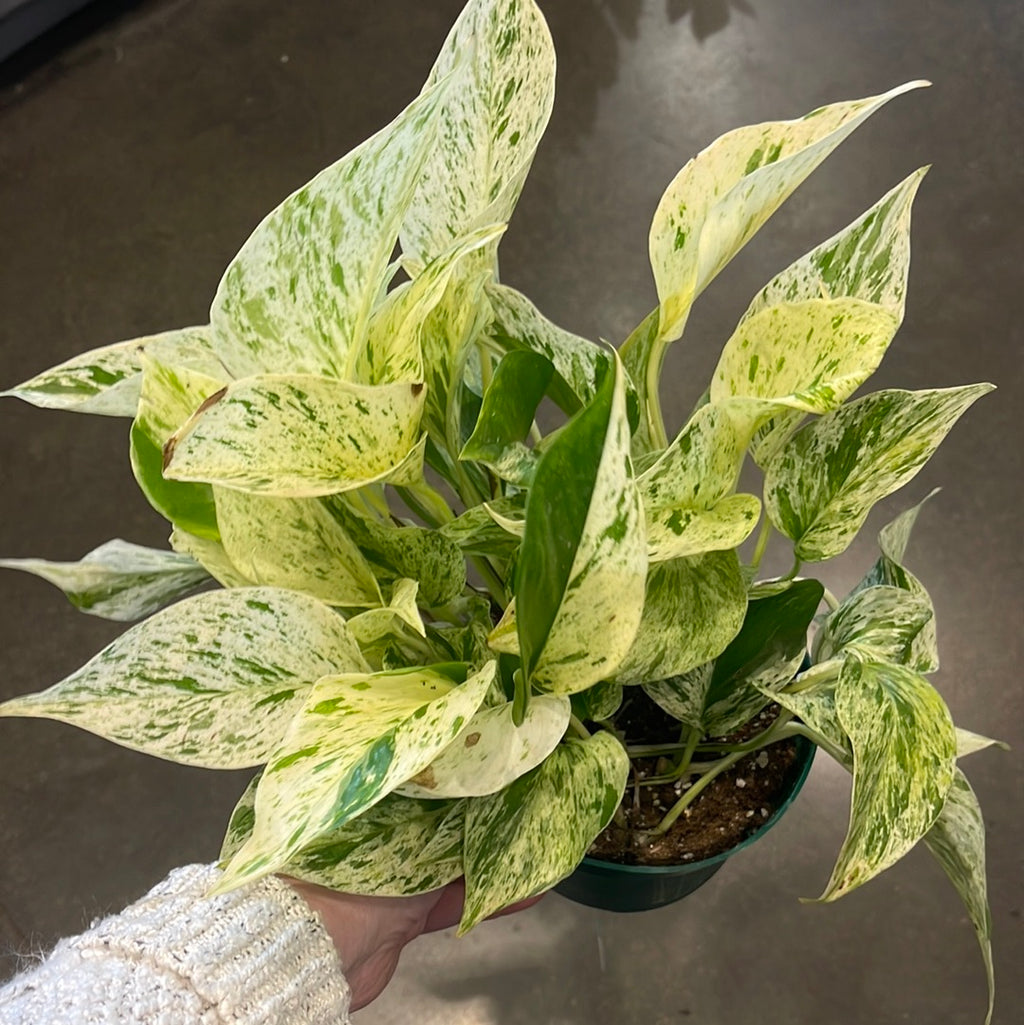 buy marble queen pothos Pothos Marble Queen – Jungle & Loom