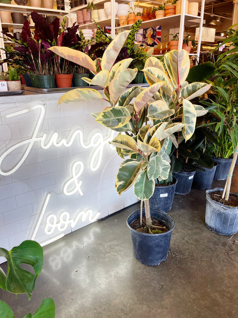 Ficus Elastica Tineke