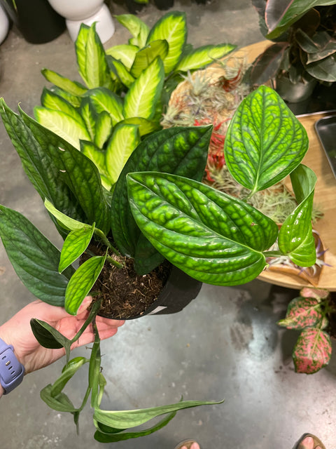 Monstera Peru
