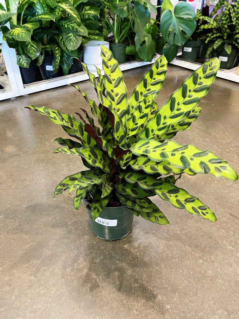 Calathea Lancifolia