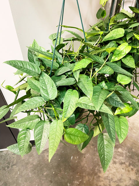 Pothos Cebu Blue