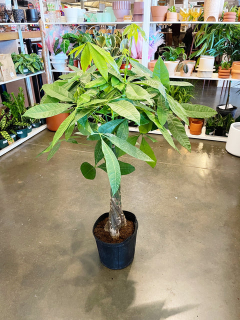 Pachira Money Tree
